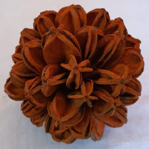 Flor Semente